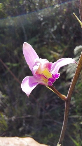 Image of Bletia purpurea by (c) Athena Philips, some rights reserved (CC BY)