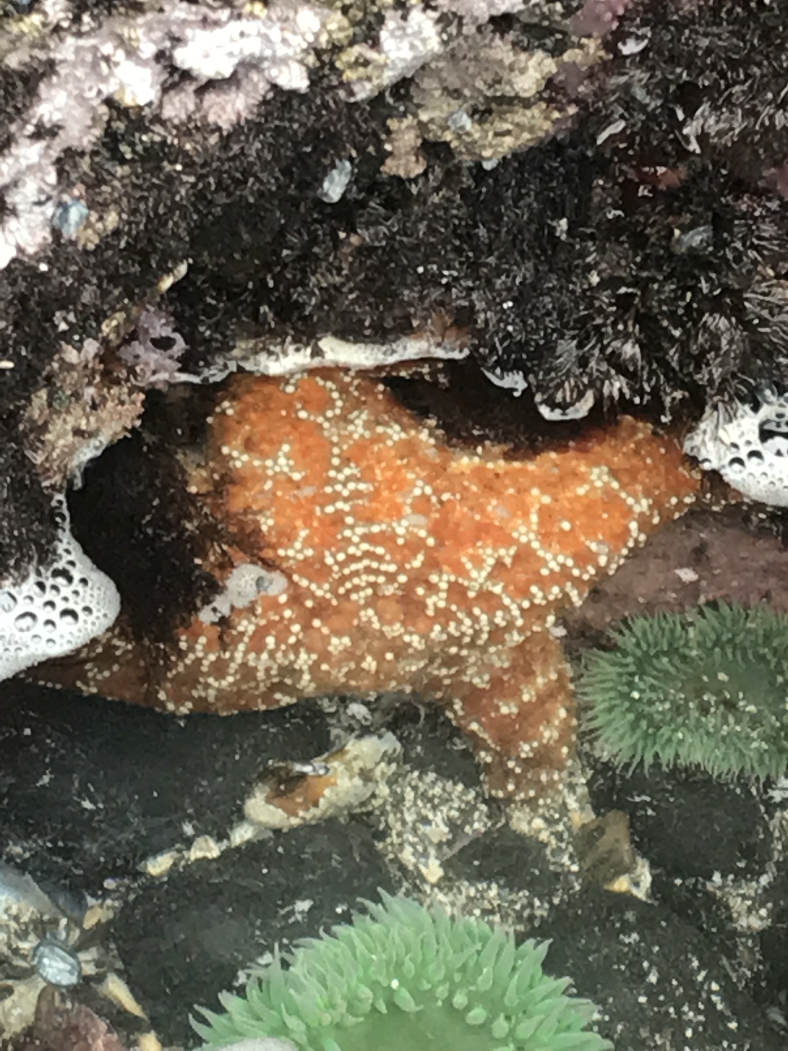 giant green anemone, giant green sea anemone, giant tidepool anemone, great green anemone, grüne riesenanemone