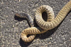 Masticophis fuliginosus