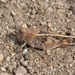 Sticthippus californicus - Photo (c) James Bailey, alguns direitos reservados (CC BY-NC), uploaded by James Bailey