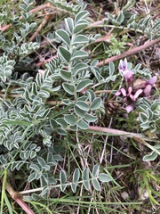 Astragalus cibarius