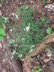 Cardamine concatenata