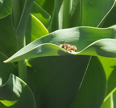Anthophora villosula