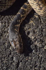 Masticophis fuliginosus