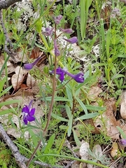 Delphinium menziesii