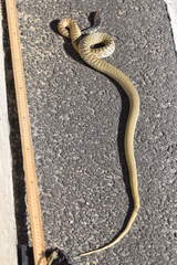Masticophis fuliginosus
