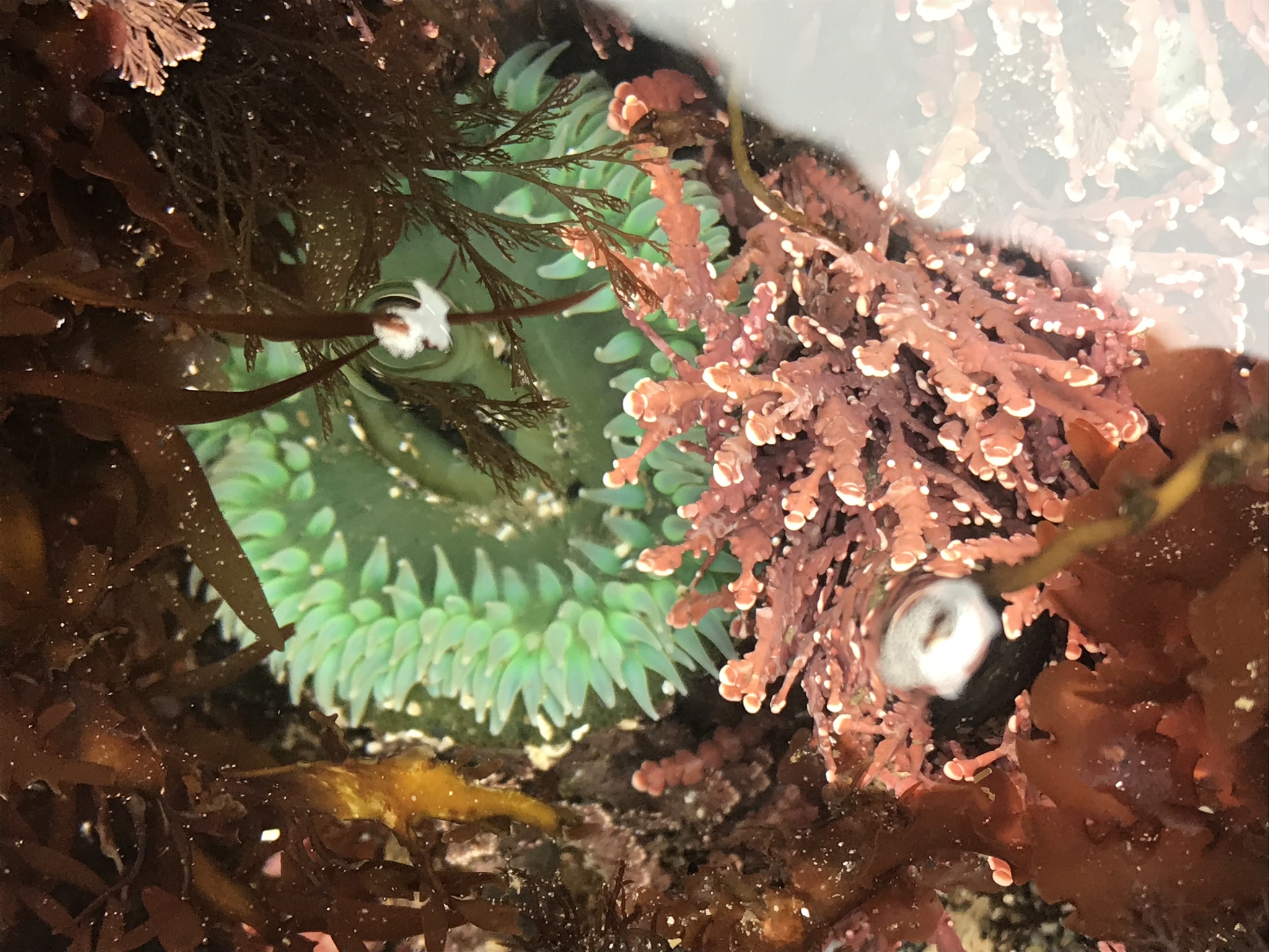 giant green anemone, giant green sea anemone, giant tidepool anemone, great green anemone, grüne riesenanemone