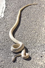 Masticophis fuliginosus