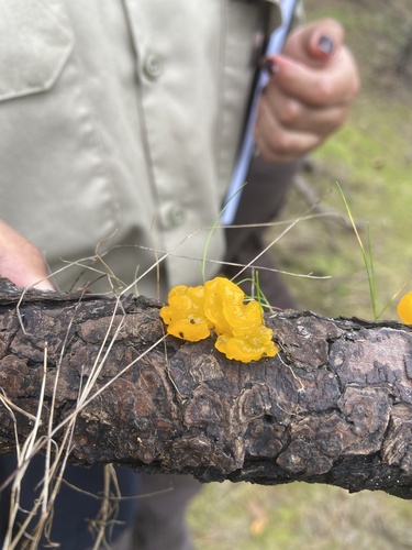 iNaturalist observation photo of Tremella