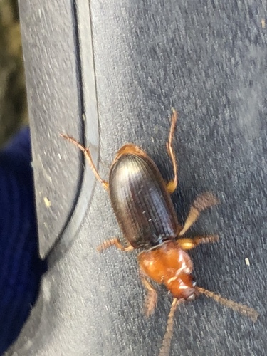 Red-headed Ground Beetle photo 5