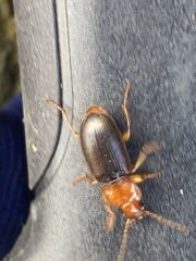 Amphasia interstitialis