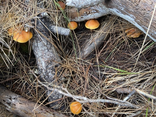 iNaturalist observation photo of rustgills and gyms