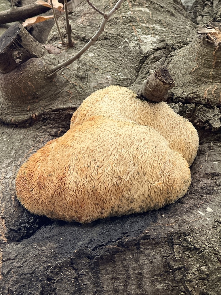 Lion S Mane Mushroom In January 2024 By Painbane69 INaturalist   Large 