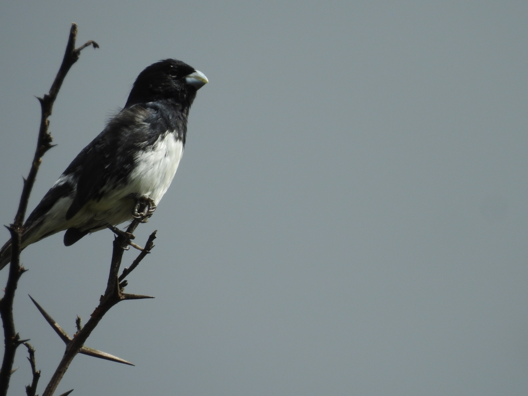 Sporophila luctuosa image