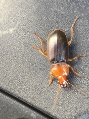 Amphasia interstitialis