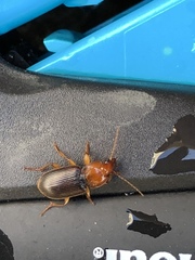 Amphasia interstitialis