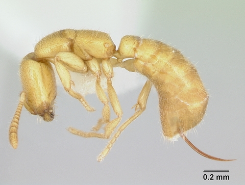 无结猛蚁属Adetomyrma