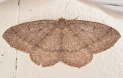 Lambdina pellucidaria