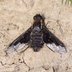 Hemipenthes seminiger