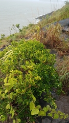 Alyxia spicata