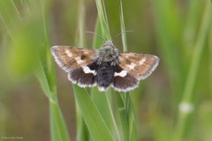 Heliothodes diminutiva