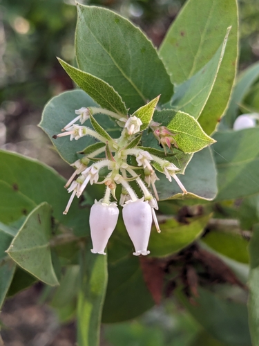 Image of Arctostaphylos pallida by (c) P Holroyd, some rights reserved (CC BY)