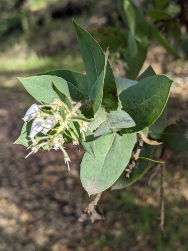 Image of Arctostaphylos pallida by (c) P Holroyd, some rights reserved (CC BY)
