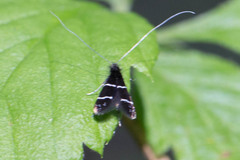 Adela septentrionella