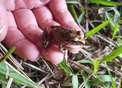 Pristimantis actites