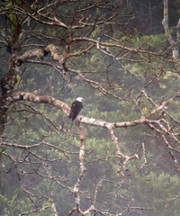 Spizaetus melanoleucus