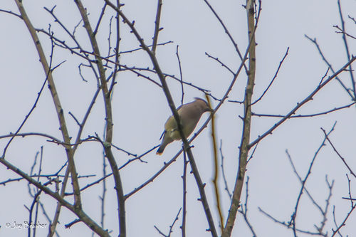 Cedar Waxwing photographed in Tennessee