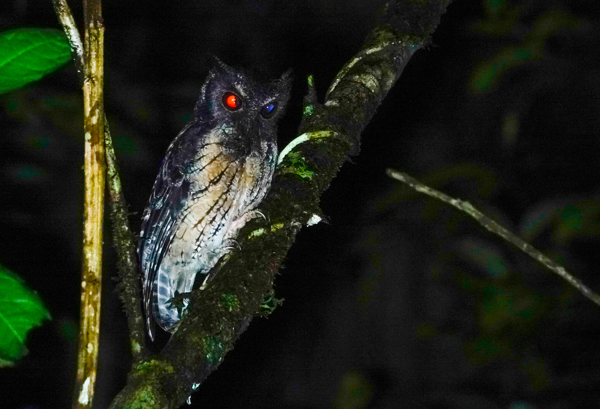 Tawny-bellied Screech-Owl illustration