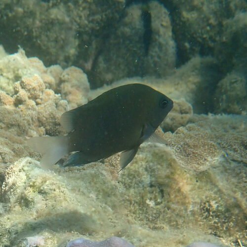 Obscure damsel (Pomacentrus adelus) — Pomacentridae