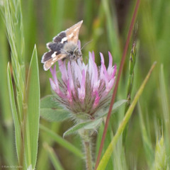 Heliothodes diminutiva