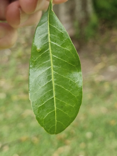 Image of Acronychia oblongifolia by (c) ronavery, some rights reserved (CC BY)