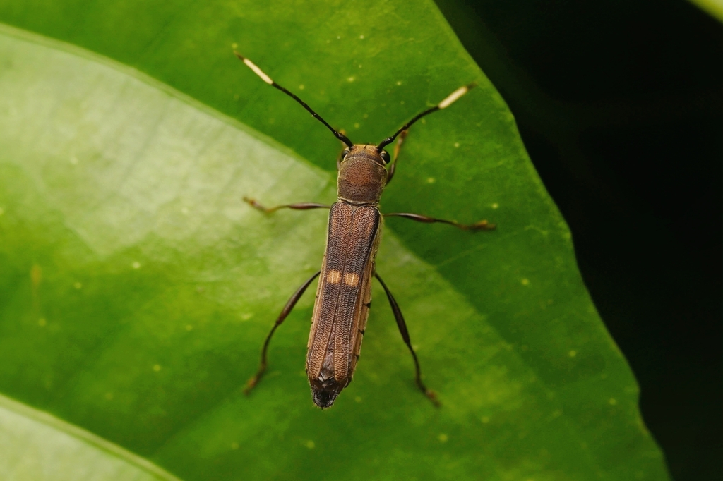 Thranius