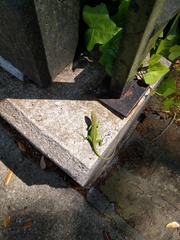 Anolis carolinensis