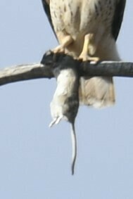 Mexican Woodrat