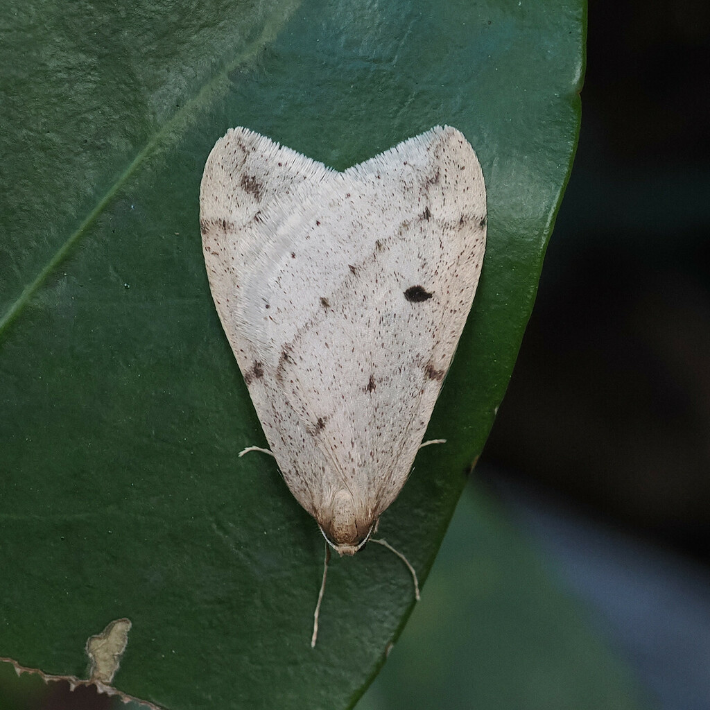 Inurois punctigera