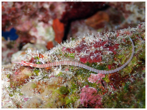 Corythoichthys nigripectus observed 2024-01-16
