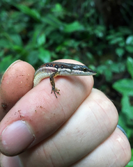 Cercosaura oshaughnessyi