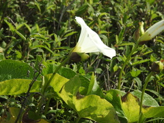 Calystegia macrostegia ssp. amplissima
