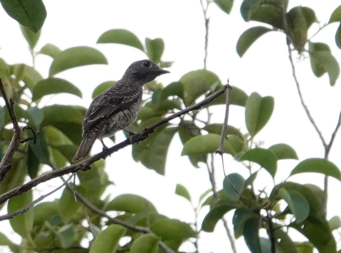 Purple-breasted Cotinga (Cotinga cotinga), photo 1