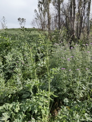 Opopanax chironium