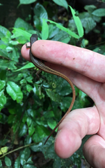 Cercosaura oshaughnessyi