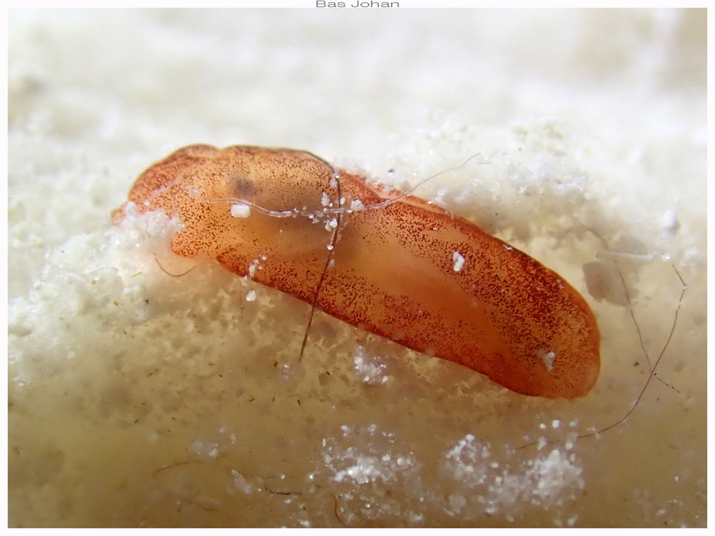 Philine caledonica