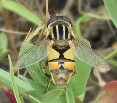 Helophilus latifrons