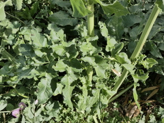 Opopanax chironium