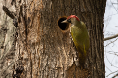 Picus viridis