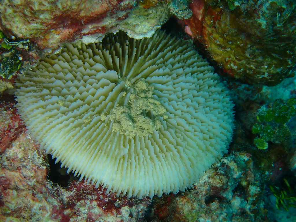 mushroom coral